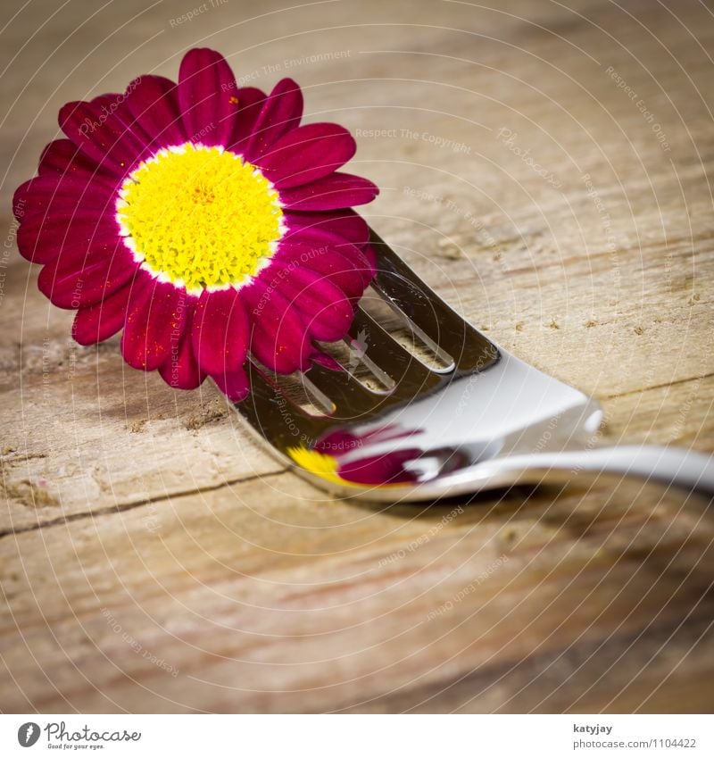 Fork with purple flowers Restaurant Cutlery Marguerite Flower Gift Blossom Credit Spring Birthday Violet Gerbera Happy Card Healthy Eating Set meal Daisy