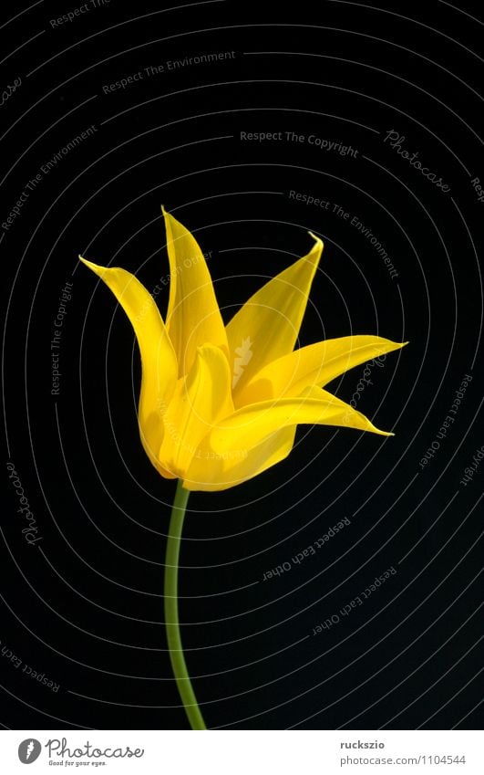 lily-shaped tulip Nature Plant Spring Flower Tulip Blossom Garden Blossoming Free Yellow Black Tulip blossom tulipa Spring flower Spring flowering plant