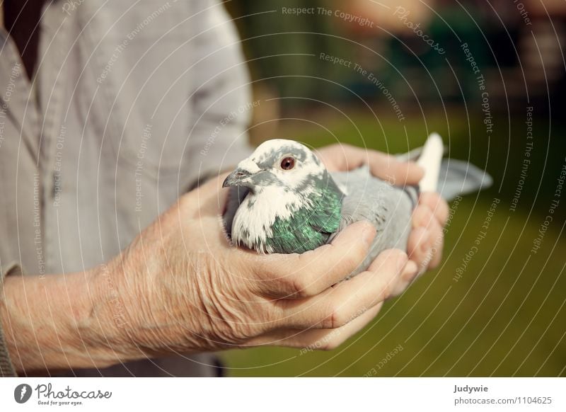 I'd rather have the dove in my hand. Leisure and hobbies pigeon racing pigeon breeding Living or residing Garden Human being Masculine Man Adults Male senior