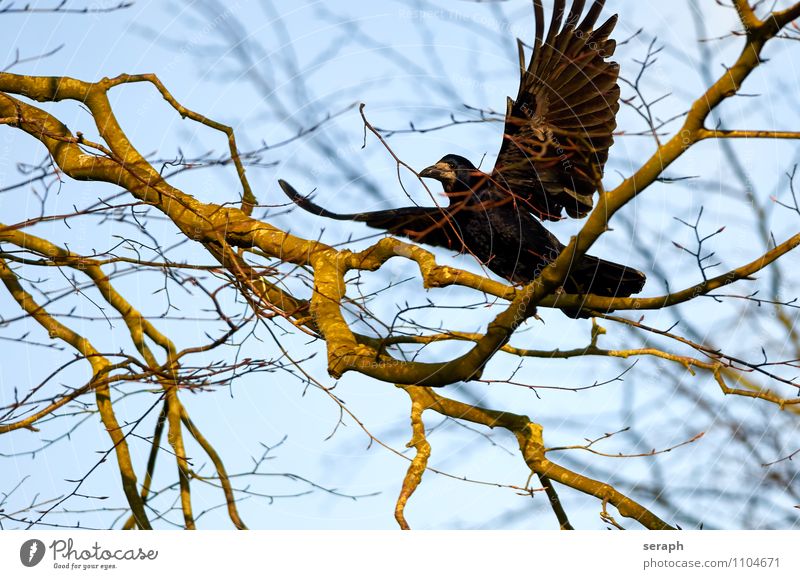 Nesting Animal Bird Wing Feather Raven birds Crow Nature Tree Branch Twig Canopy (sky) Resting Flying Environmental protection Treetop Forest Building Spring