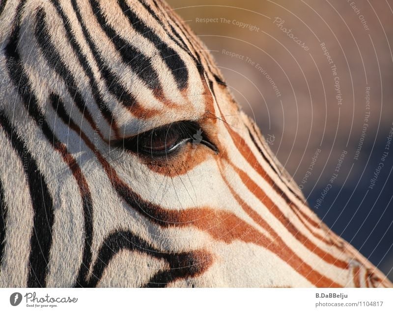 In the Eye of the Zebra Exotic Vacation & Travel Tourism Adventure Far-off places Freedom Safari Expedition Nature Animal Wild animal 1 Brown White Africa