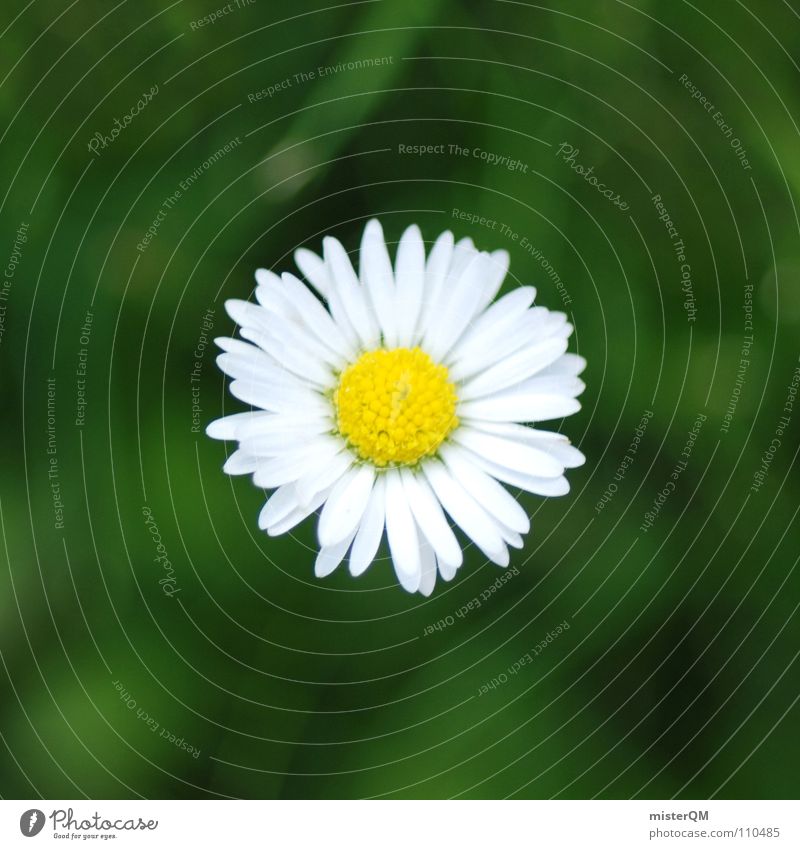 lonely daisy Daisy Green Yellow White Flower Middle Blur Diffuse Fuzzy Q. Jones Blossom Small Marguerite Flowering plant Plant Daisy Family Botany