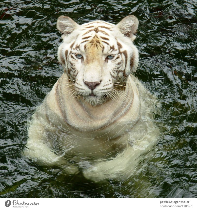 Swimming Tiger hidden Dragon Indian Tiger Power Cat White Watchfulness Zoo Singapore Feeding Mammal Asia Force White Tiger South Asia big cat blue eyes