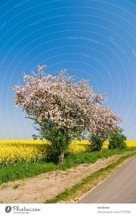 summer day Blossom Canola Field Green Yellow White Summer Physics Long Clouds Calm Bushes Progress Midday Blue Sky Street Lanes & trails Stone Sand Warmth