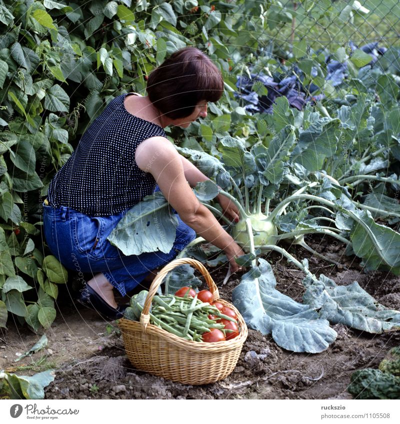 Vegetable harvest; Alternative medicine Garden Woman Adults Nature Autumn Work and employment vegetable harvest Kohlrabi kohlrabi harvest Basket Harvest