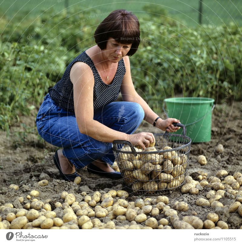Potato harvest, potatoes, vegetable harvest; Vegetable Alternative medicine Garden Woman Adults Autumn Work and employment Potatoes Basket Harvest