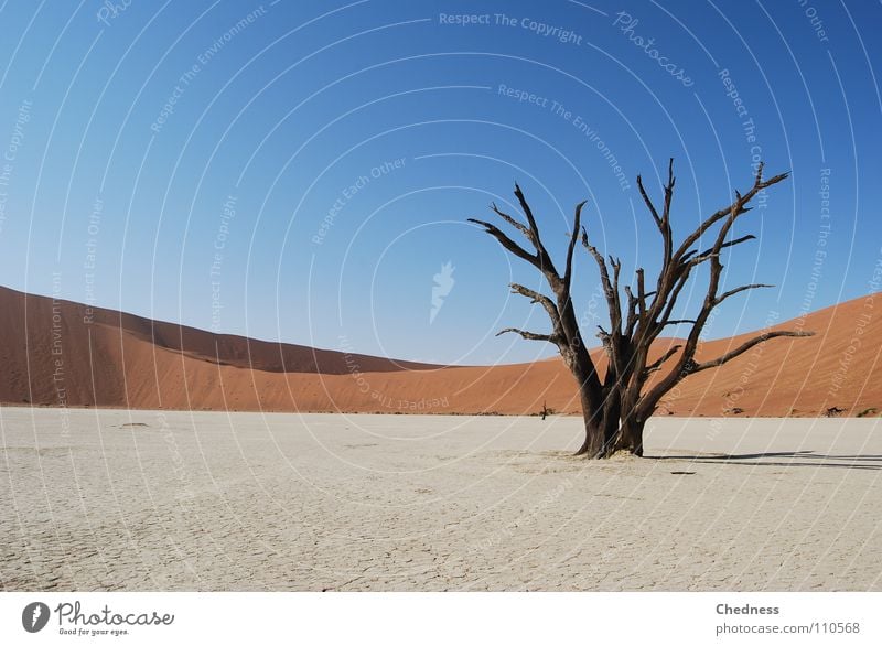 A. quays Calm Landscape Desert Blue Red Death Transience Sossusvlei Acacia Namibia Skeleton Badlands Africa Namib desert tree skeleton Beach dune