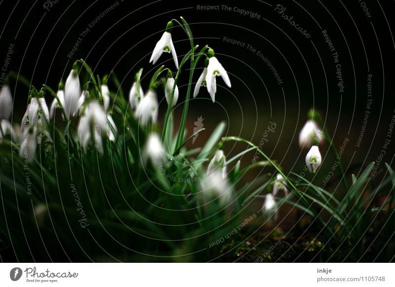 wild spring Nature Plant Spring Flower Lily of the valley Spring flowering plant Blossoming Hang Fresh Beautiful Natural Green Black White Emotions Moody