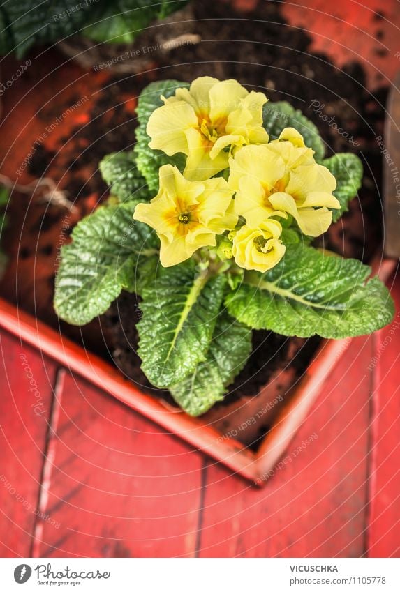 Yellow primroses on red wooden table Lifestyle Style Design Summer Flat (apartment) Garden Decoration Table Nature Plant Spring Flower Green Red