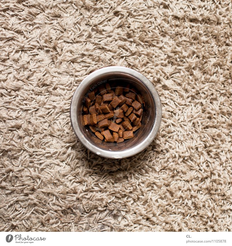 a whole guy Living or residing Flat (apartment) Dog Food bowl Carpet Dog food Eating Brown Colour photo Interior shot Deserted Day Bird's-eye view