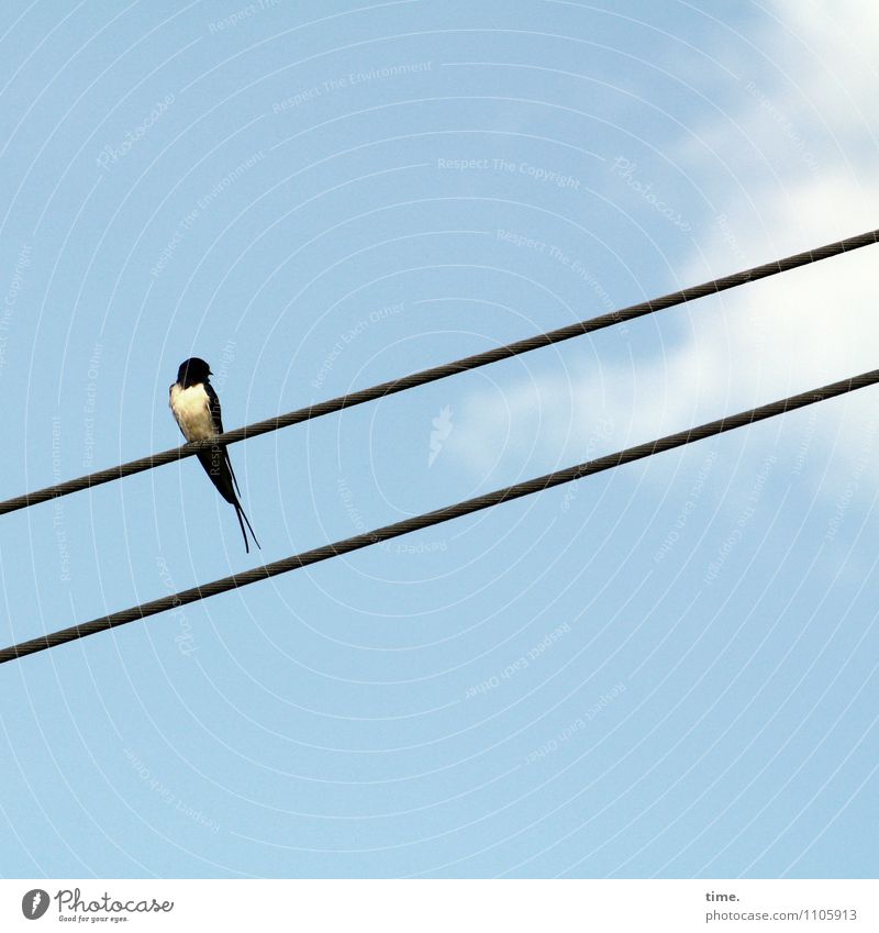 cable TV Technology Energy industry High voltage power line Cable Sky Clouds Beautiful weather Animal Bird Swallow Observe Looking Sit Wait Tall Small