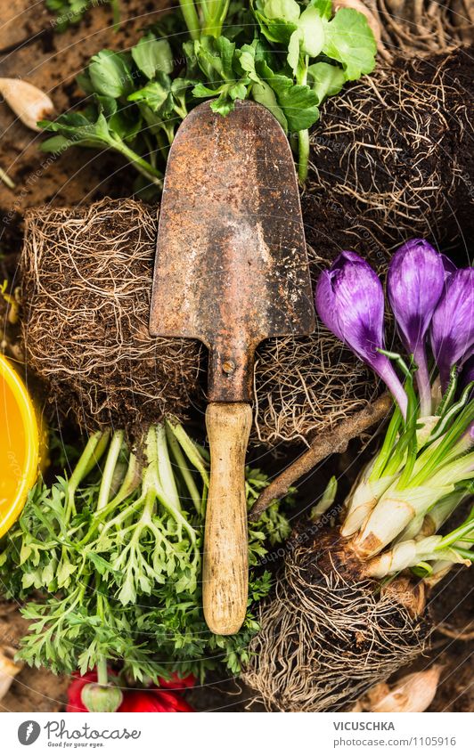 Old garden shovel on flower root Lifestyle Style Design Leisure and hobbies Summer Garden Decoration Nature Plant Spring Yellow Fragrance Background picture old