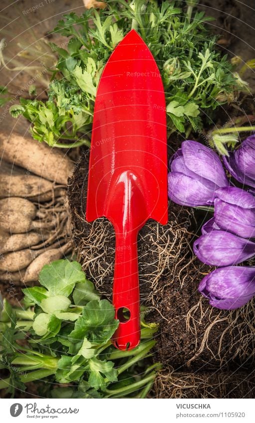 Red shovel on flowers, soil and root Lifestyle Style Design Leisure and hobbies Garden Nature Spring Summer Plant Flower red Equipment Gardening plants