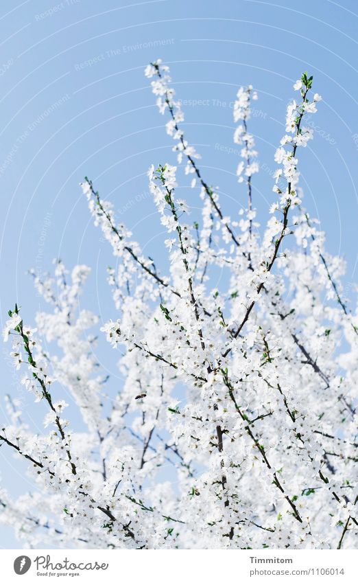 Missing the spot | Spring blossom in August Nature Plant Sky Blossom Insect Blossoming Esthetic Blue White Emotions Joie de vivre (Vitality) Colour photo