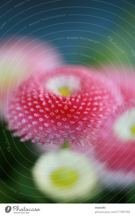 bellis Nature Plant Spring Leaf Blossom Moody Pink Daisy Beautiful Spring flower Colour photo Exterior shot Close-up Detail Macro (Extreme close-up) Day Blur