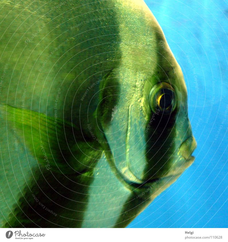 Close-up of a scalar in an aquarium Zoo Aquarium Near Fish mouth Lips Gill Wet Large Looking Stripe Glittering White Black Green Animal Glimmer