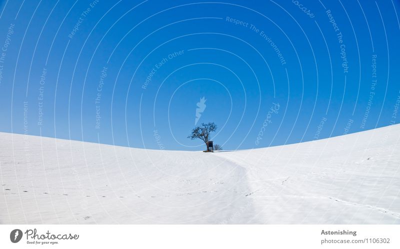 lonely tree in the snow Environment Nature Landscape Plant Sky Cloudless sky Winter Weather Ice Frost Snow Tree Meadow Hill Stand Blue Black White Hunting Blind