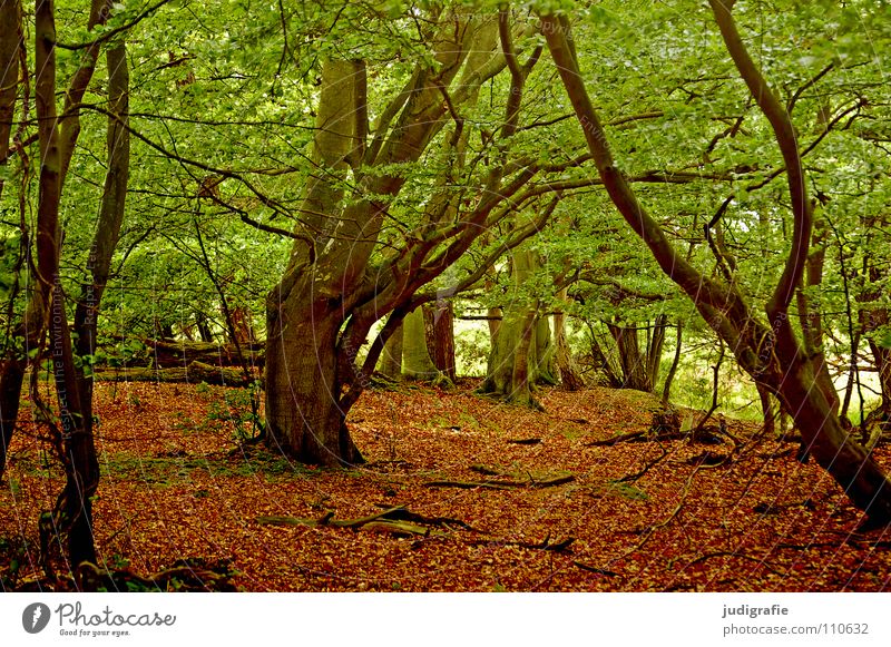 Darßwald Darss Forest Tree Leaf Beech tree Deciduous tree Environment Virgin forest National Park Colour Nature