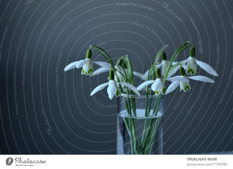 Snowdrops in a glass 5 Lifestyle Style Design Joy Harmonious Well-being Senses Relaxation Calm Living or residing Flat (apartment) Decoration Nature Plant Water