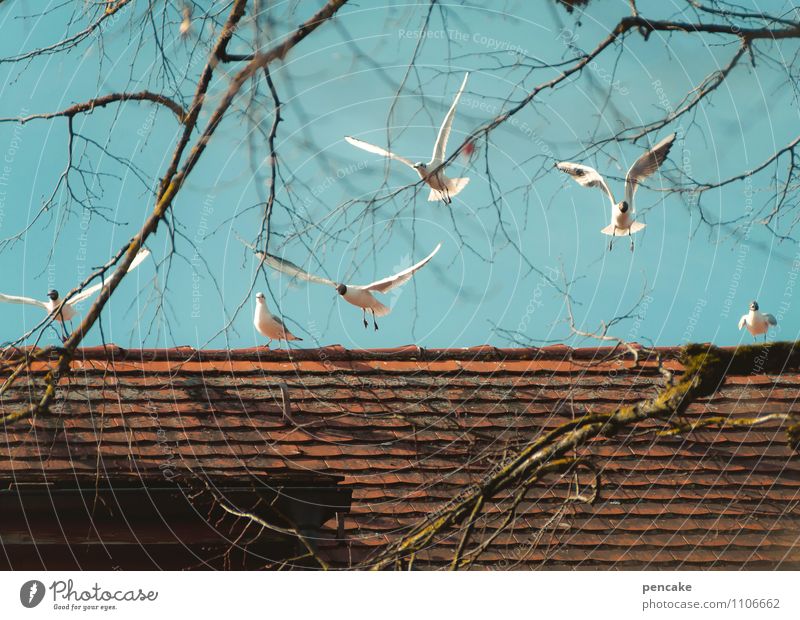 watermark | seagull scream Elements Sky Spring Tree Town House (Residential Structure) Roof Bird Group of animals Flock Sign Rutting season Movement Flying