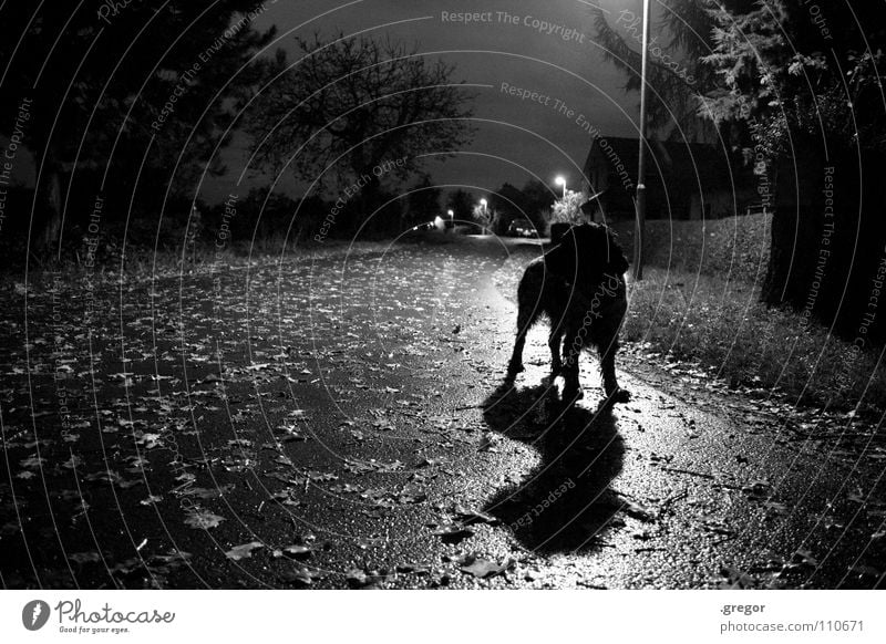 November night Night October Autumn Leaf Dog Lantern Street lighting Wet Damp Mud Rain Unclear Mysterious Dark Lifeless Gray Dreary Twilight Drizzle Black