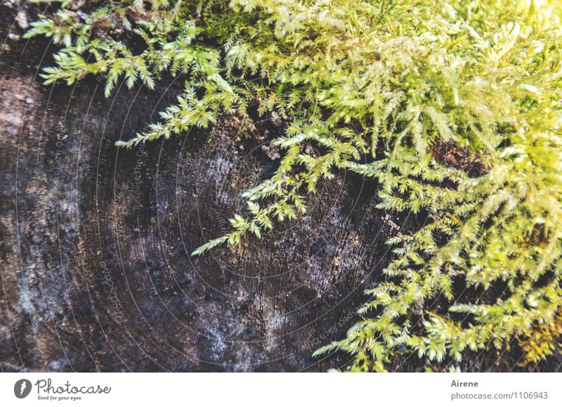 accretion Plant Moss Tree trunk Wood Growth Brown Yellow Green Sustainability Nature Damp Bright yellow Bright green Woody Exterior shot Deserted