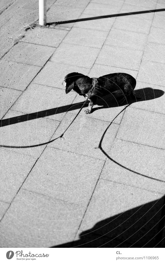 double holds better Traffic infrastructure Lanes & trails Sidewalk Animal Dog Dachshund 1 Dog lead Wait Love of animals Leisure and hobbies Black & white photo