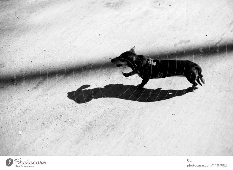perky Joy Leisure and hobbies Beautiful weather Animal Pet Dog Dachshund 1 Ground Walking Happiness Joie de vivre (Vitality) Love of animals Movement
