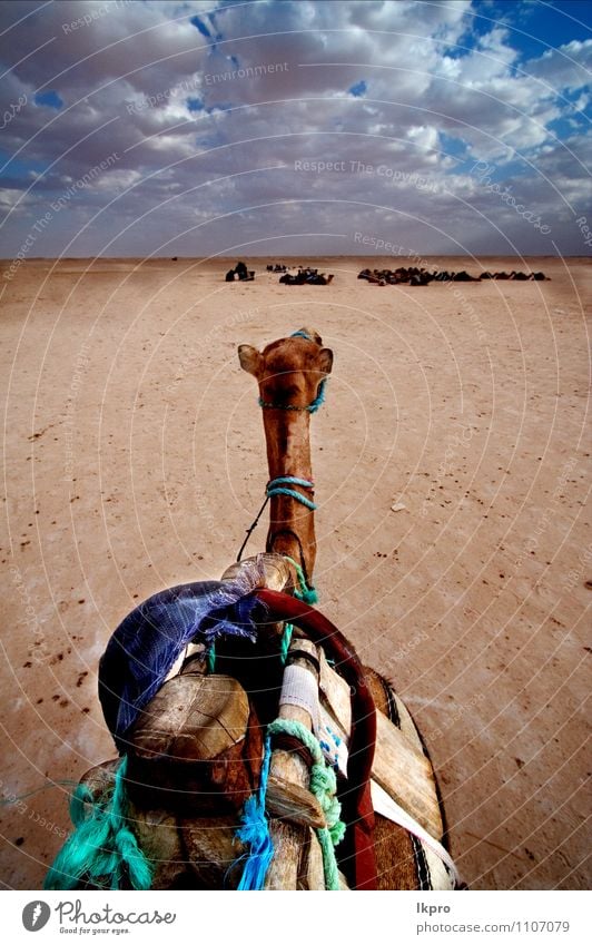 tunisia Lifestyle Environment Nature Sand Clouds Oasis Watercraft Animal Animal tracks Blue Brown Green Colour lkpro camel cammello desert deserto Tunisia