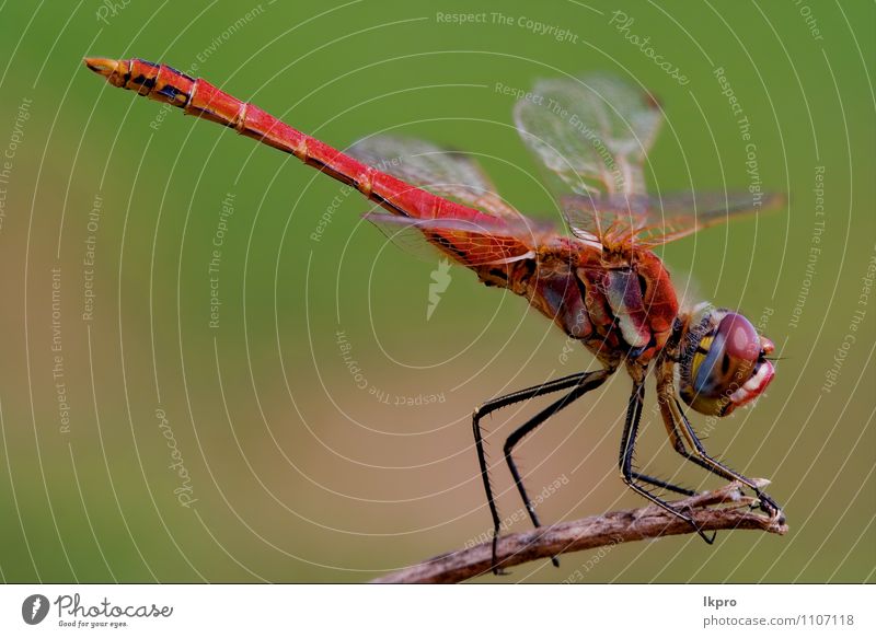 dragonfly Lifestyle Environment Nature Plant Animal Wild animal Wood Brown Yellow Gold Green Red Black White Adventure Aggression Colour lkpro red dragonfly