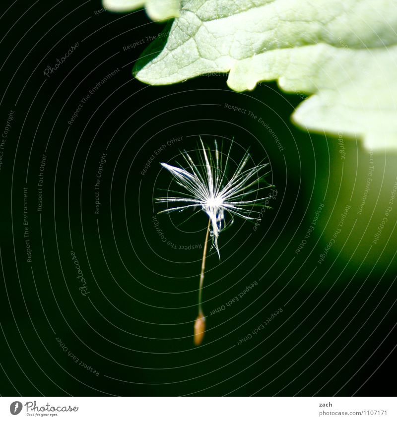 in the air Nature Spring Plant Flower Bushes Leaf Foliage plant Dandelion Garden Flying Hang Faded Growth Green Hover Colour photo Exterior shot Deserted