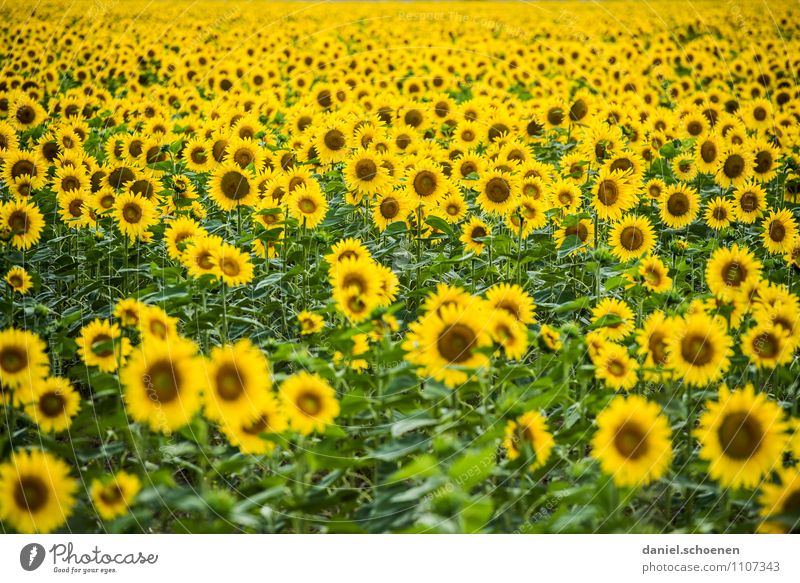 the bee laughs Nature Plant Summer Leaf Blossom Agricultural crop Field Friendliness Happiness Yellow Green Fragrance Colour photo Deserted Wide angle