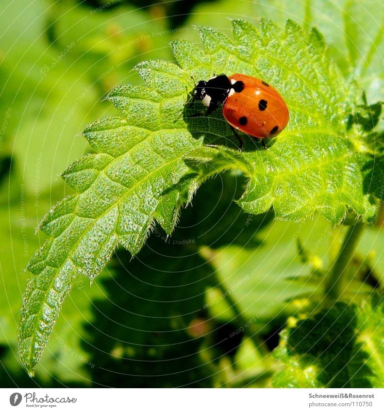 Hans in a salad Stinging nettle Ladybird Point Red Black Green Beautiful weather Medicinal plant Weed