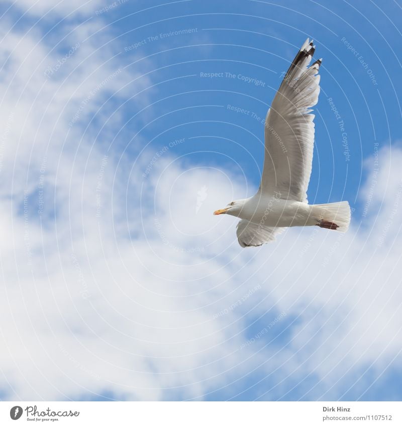 Kiel seagull Environment Nature Animal Air Sky Clouds Coast Bird Wing 1 Flying Esthetic Free Blue Gray Silver White Vacation & Travel Tourism Seagull Sailing