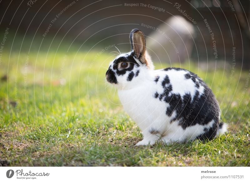 Easter bunny on hold Nature Earth Spring Beautiful weather Grass Meadow Animal Pet Animal face Pelt Paw Rodent Pygmy rabbit Mammal Hare ears 1