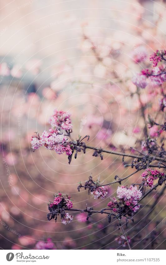 300 Ephemeral. Environment Nature Plant Spring Summer Autumn Bushes Blossom Faded Beautiful Natural Pink Romance Fragrance End Feeble Sadness Decline Transience