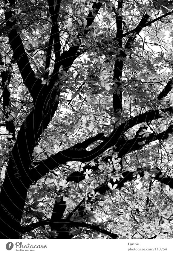 grey autumn Tree Leaf Autumnal weather Seasons Black White Forest Branch