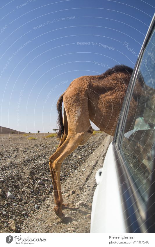 Camel stuck in car Nature Landscape Sun Summer Climate Beautiful weather Warmth Drought Desert Motoring Traffic accident Street Vehicle Car Offroad vehicle