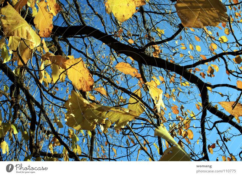 leaf egg Leaf Tree Autumn Exterior shot Nature Sky Branch
