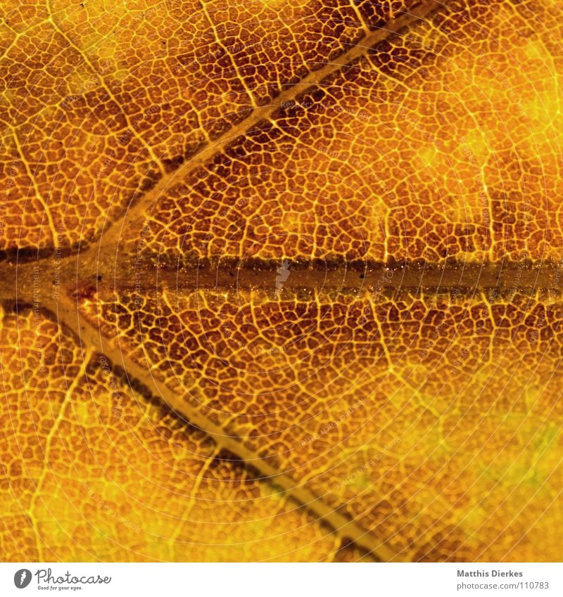THE AUTUMN VI Autumn leaves Autumnal Autumnal colours Rachis Yellow Macro (Extreme close-up) Section of image Background picture