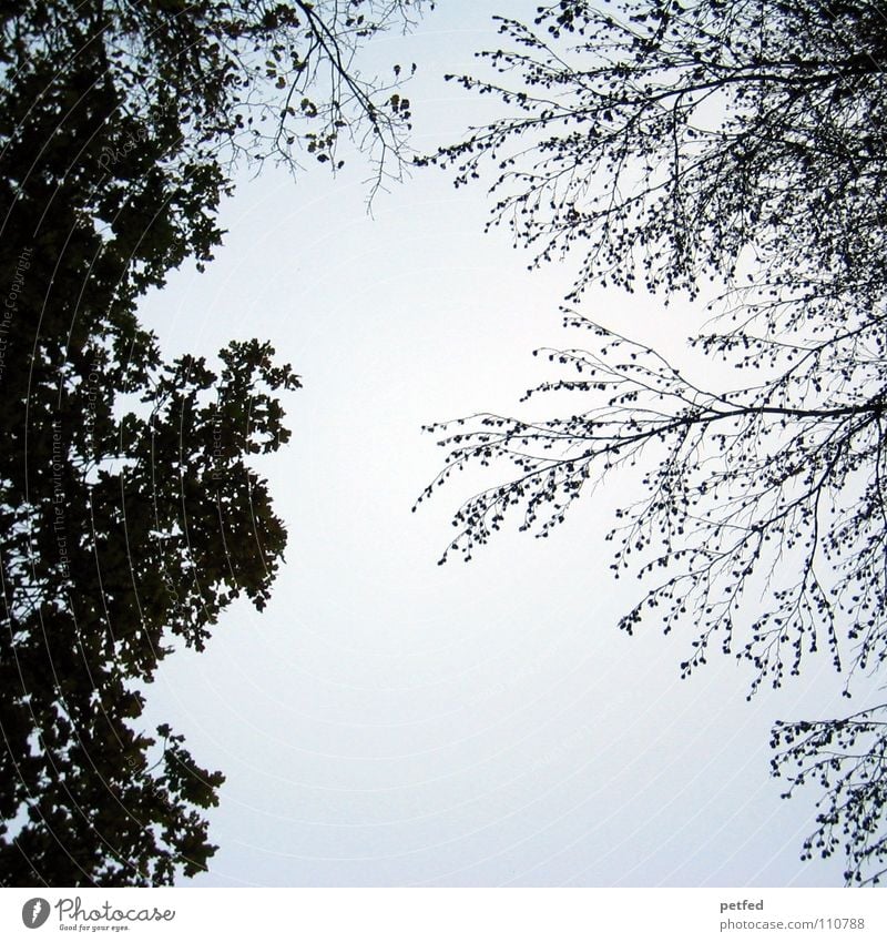 Treetops VIII Autumn Forest Leaf Winter Black White Under Clouds Sky Branch Twig Nature Blue Shadow Tall To fall Wind