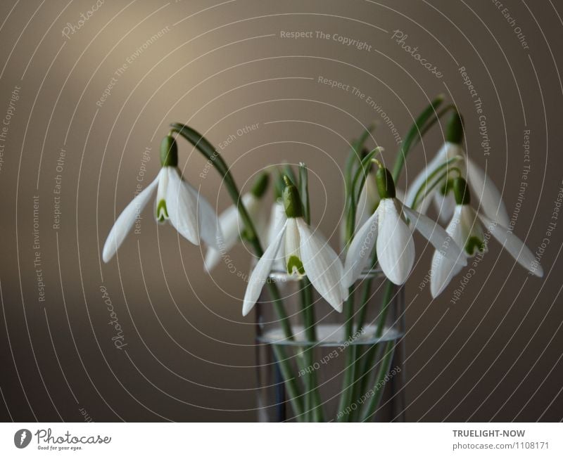 Snowdrops in a glass 3 Elegant Style Design Joy Wellness Life Harmonious Well-being Relaxation Calm Flat (apartment) Decoration Nature Plant Water Spring Flower
