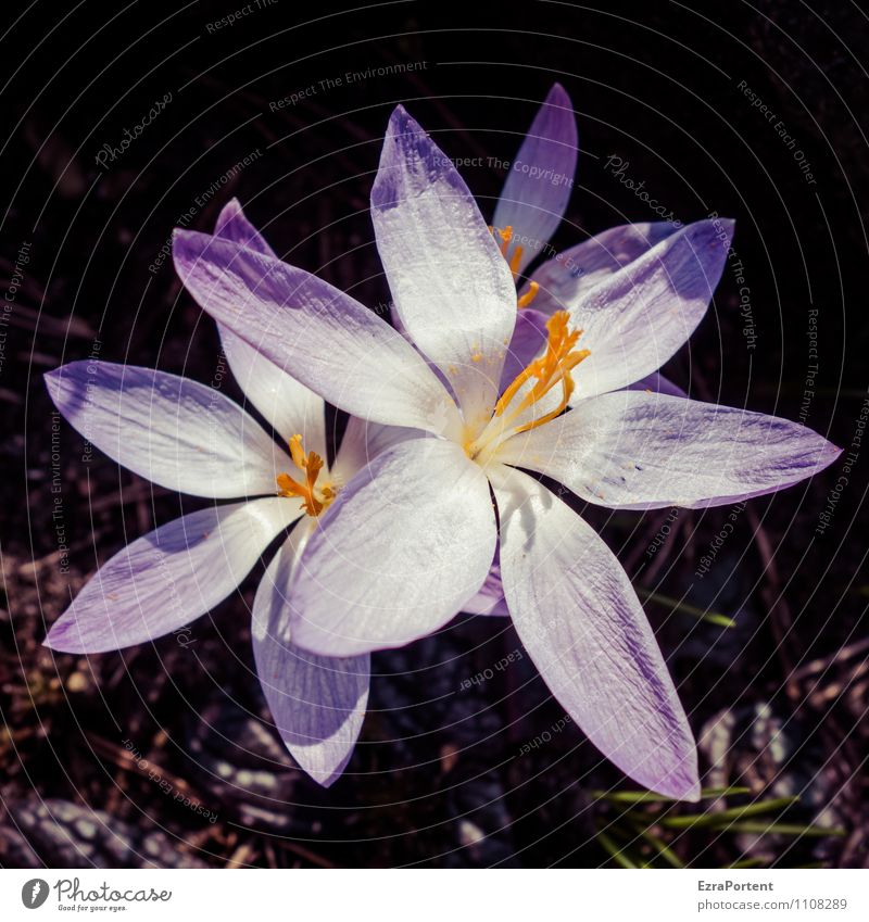 giant crocus Environment Nature Landscape Plant Earth Sun Spring Weather Beautiful weather Flower Blossom Wild plant Garden Blossoming Illuminate Natural Trashy