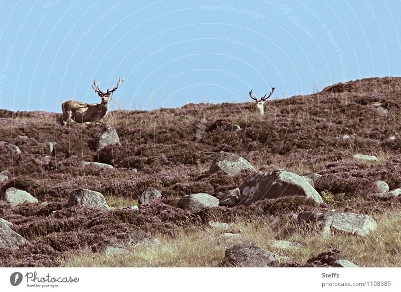 two stags on a hill in Scotland Deer Red Deer Summer in Scotland Nordic nature Scottish nature Nordic romanticism Scottish countryside Scottish summer