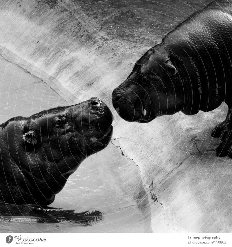 Hippo Love Hippopotamus Dangerous Animal Zoo Affection Kissing Lovers Rutting season Caresses Romance Touch Together Emotions Friendship Intuition Relationship