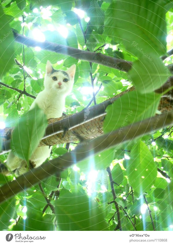 high up Animal Spring Tree Cat Bright Curiosity Green Treetop Mammal Light