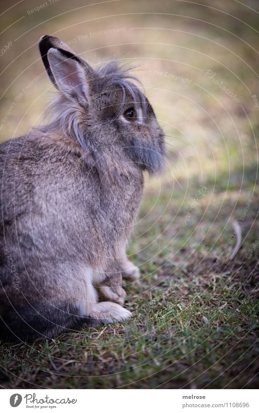 Relaxation before Easter Nature Spring Beautiful weather Grass Meadow Animal Pet Animal face Pelt Paw Pygmy rabbit Hare & Rabbit & Bunny Easter Bunny Rodent