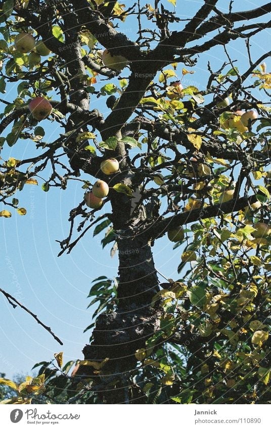 Healthy from Fulda Tree Yellow Fulda district Fruit Summer Apple Blue Sky Branch Twig