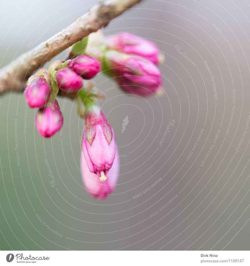 Spring I Nature Plant Bushes New Beautiful Brown Gray Pink Colour Advancement New start Bud Blossom Pistil Light green Delicate Beginning Branch Fragrance
