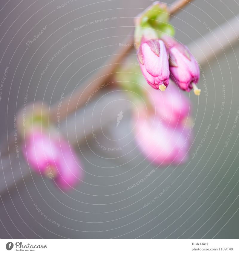 Spring II Nature Plant Flower Bushes Blossom Garden Gray Green Pink Bud Pistil Twig Growth Renewal New Wait Closed Advancement New start Light green Delicate